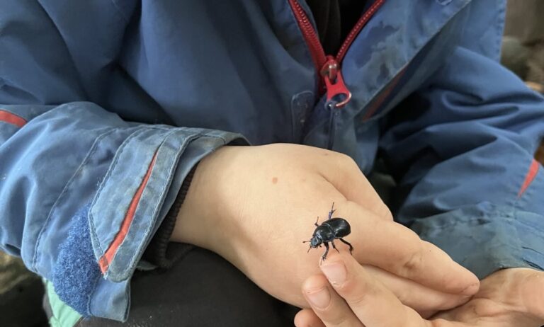 Mistkäfer Juli 25